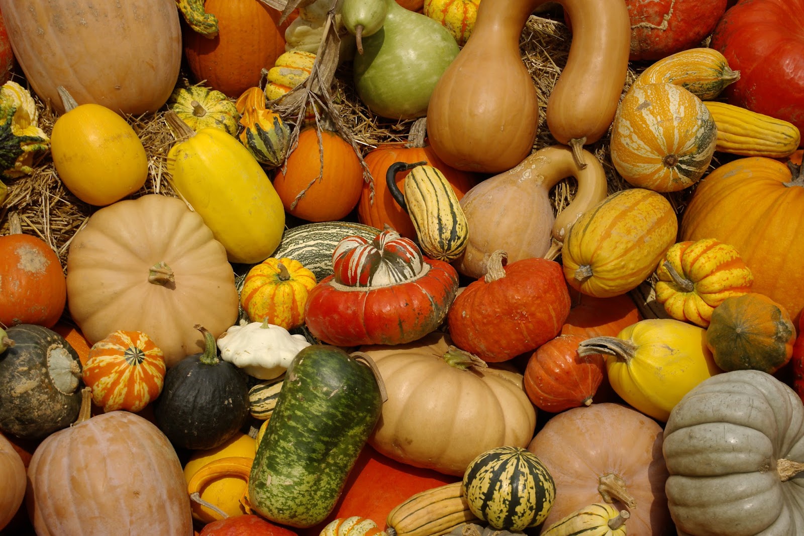 Agriculture in India List of squash
