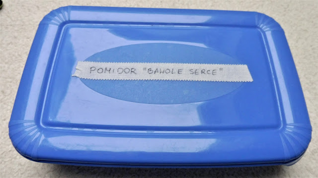 Sprawdzanie żywotności nasion pomidorów Pojemnik plastikowy z napisem pomidor bawole serce