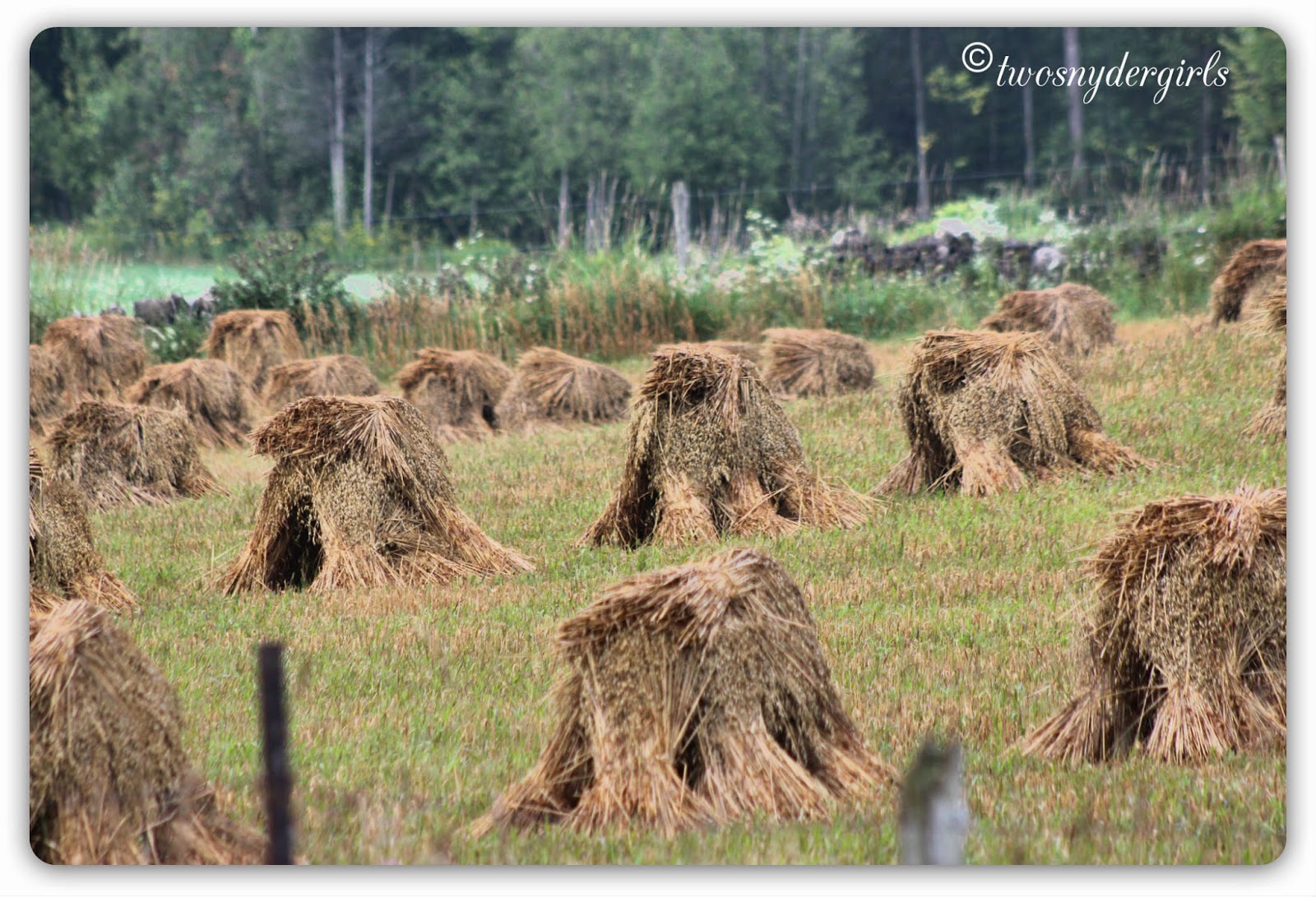 Stooks of hay