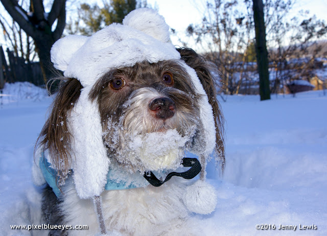 Pixel Blue Eyes' serious face covered in snow outside - photo by Jenny Lewis