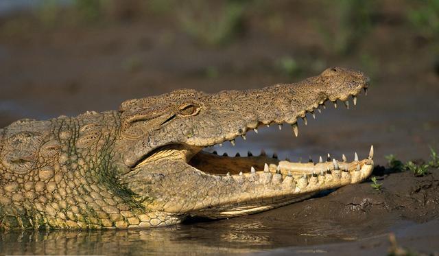 Mengenal Lebih Jauh Tentang Buaya ~ Sahabat Informasi