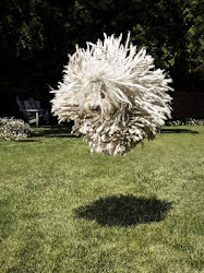 Don't Be Amazed If I Tell You That This Funny Looking Mop Is Actually Mark Zuckerberg's Dog
