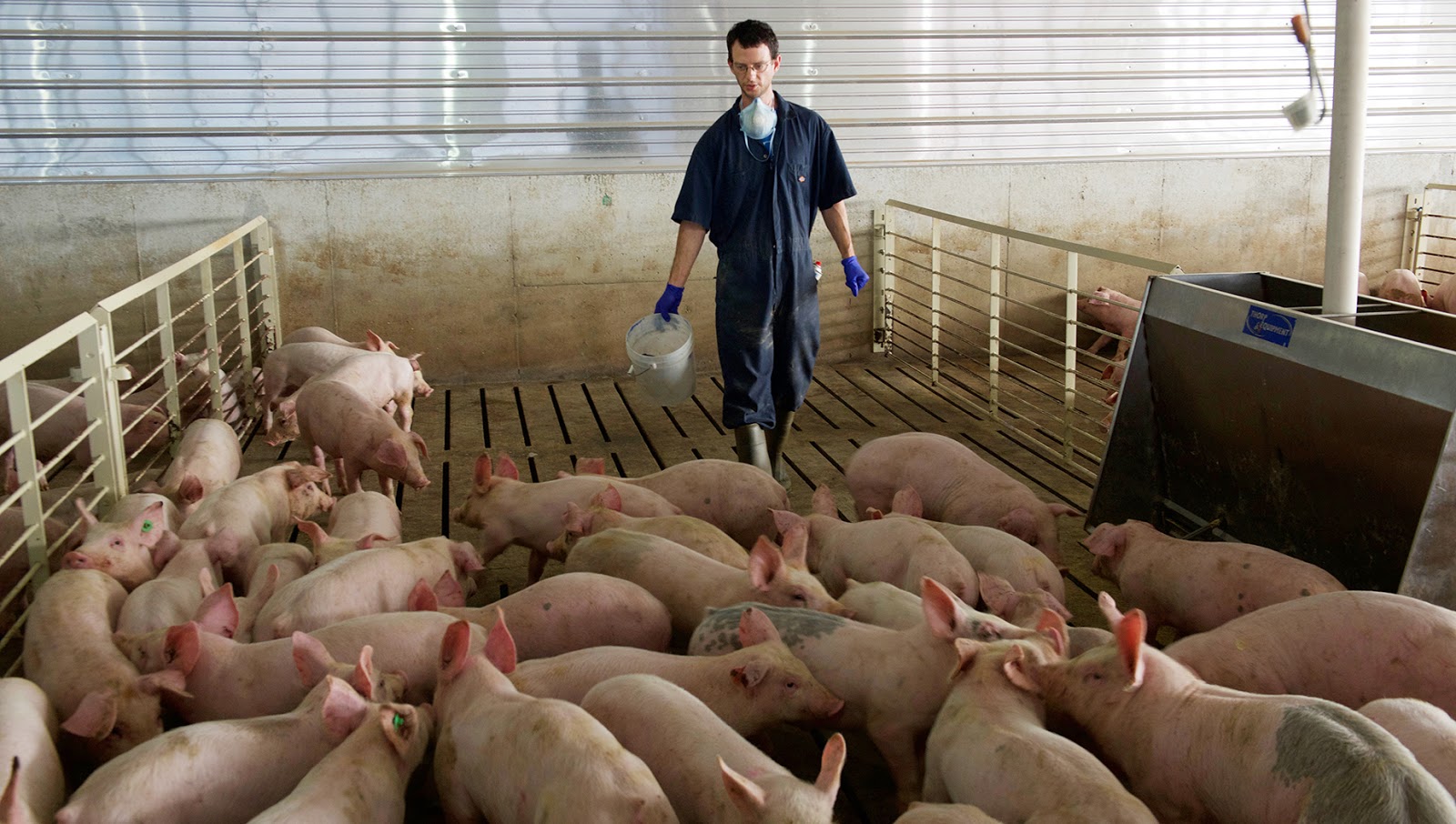 The Rural Blog Cheap corn bad for Iowa farmers, good for hog producers