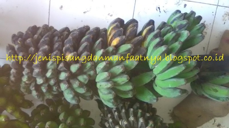 Pisang Kepok Kuning Gambar Jenis Pisang Untuk Kolak-Pisang Kepok Kuning