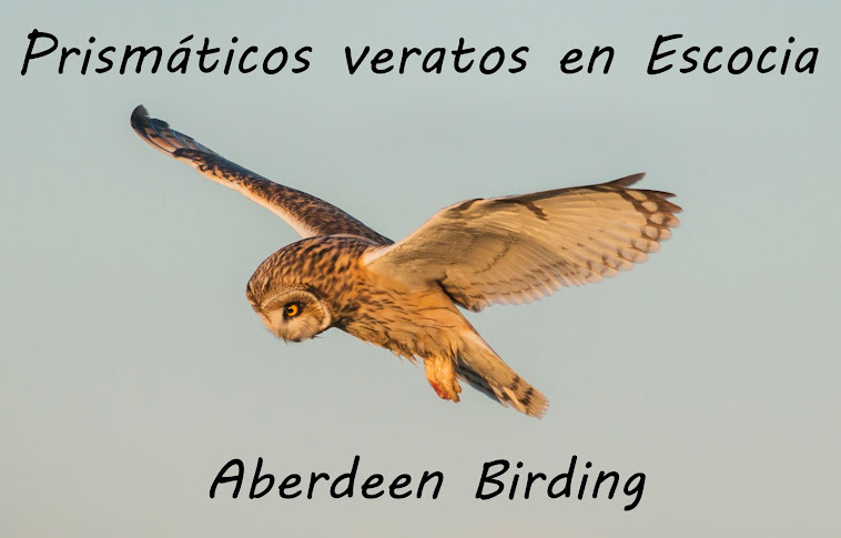 PRISMÁTICOS VERATOS EN ESCOCIA / ABERDEEN BIRDING