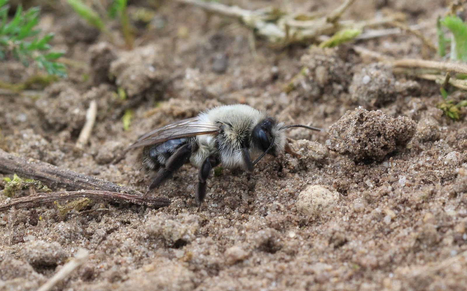 Deventer Natuur Hoopjes zand in het gazon!