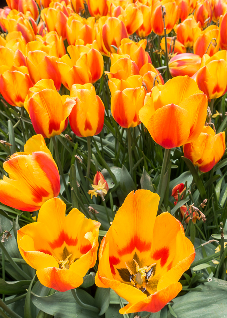 Keukenhof Gardens - Tulip Heaven in the Netherlands - a MUST if you are in Europe in the spring. The most amazing garden EVER! Keukenhof Gardens - Tulip Heaven in the Netherlands - a MUST if you are in Europe in the spring. The most amazing garden EVER!