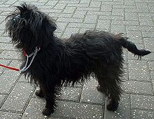Black Affenpinscher Breed Dog Black Affenpinscher Breed Dog