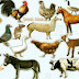 Domestic Animals Name Meaning & Image | Necessary Vocabulary