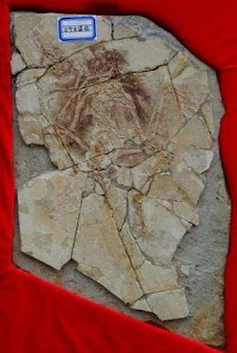 El falso eslabón entre aves y dinosaurio