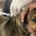 Alto Taquari| Começa vacinação antirrábica de cães e gatos na zona rural do município