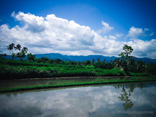 Rice Fields Irrigation Water Scenery In Agricultural Area At Ringdikit Village, North Bali, Indonesia