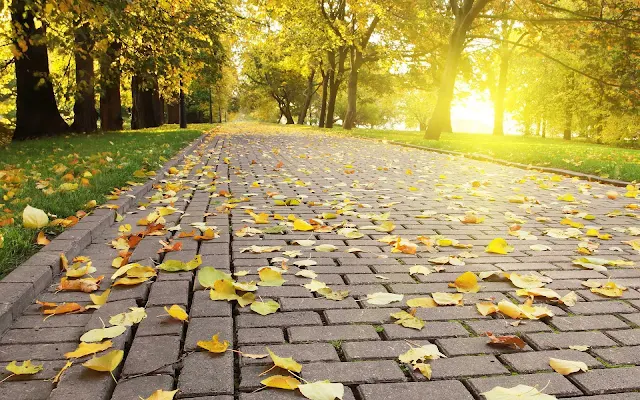 Gele herfstbladeren op een stenen klinkerweg