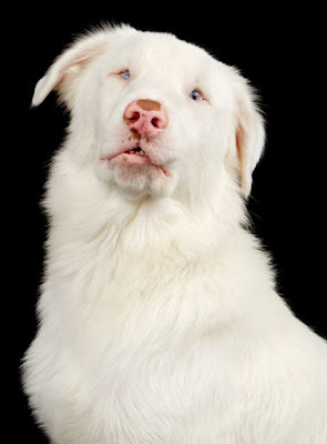 A double-merle white Australian Shepherd dog (deaf and blind)