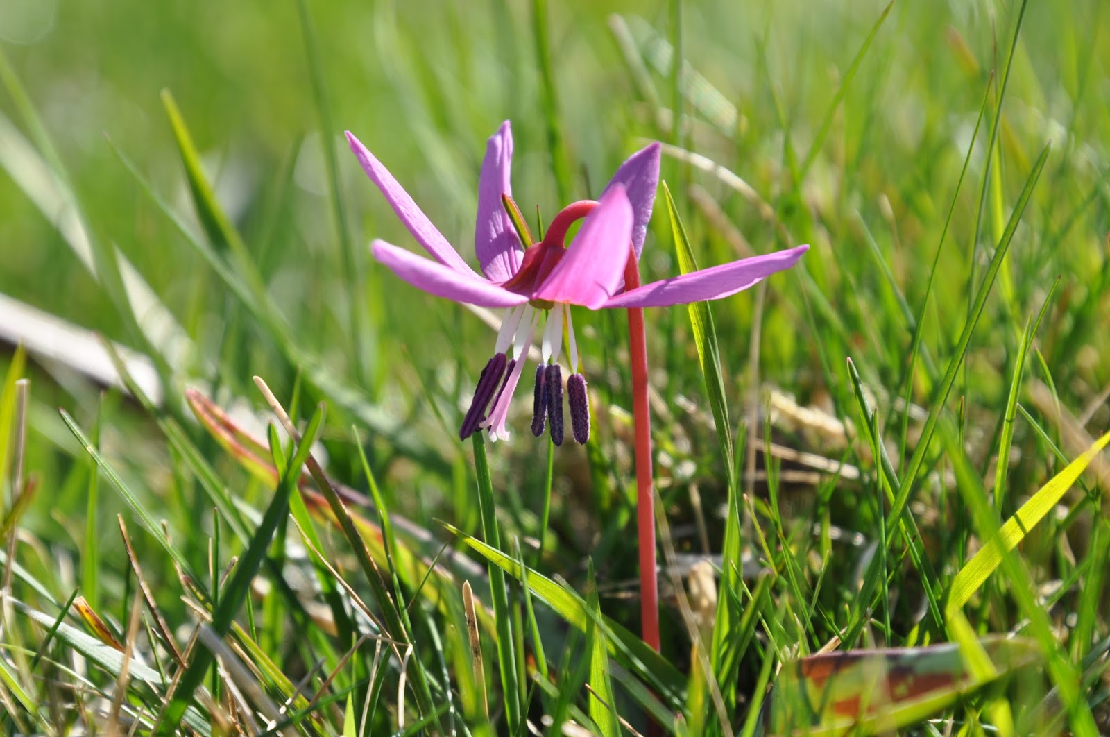 Randonnées en Pays Basque et Pyrénées: Fleurs