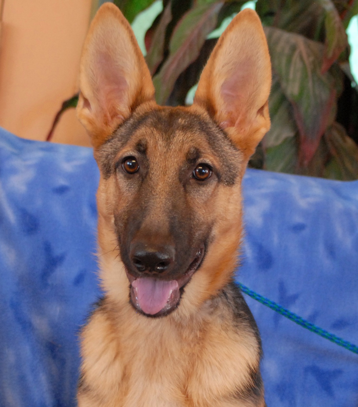 Colt, an adorable German Shepherd puppy debuting for