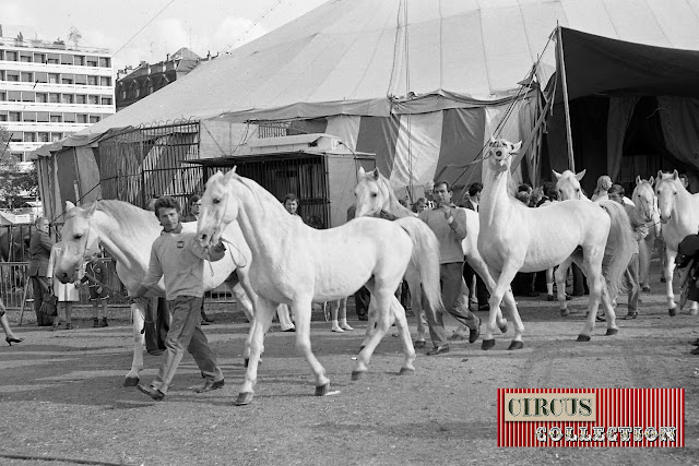 les chevaux sortent du chapiteau du Cirque National Suisse Knie  1970