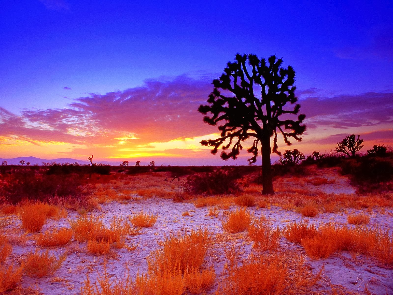 Joshua Tree Wallpaper HD - HD wallpaper