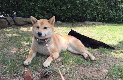 柴犬富士とデグーのトトロと黒猫にゃあ 野良の黒猫が柴犬と同居するまでのいきさつ