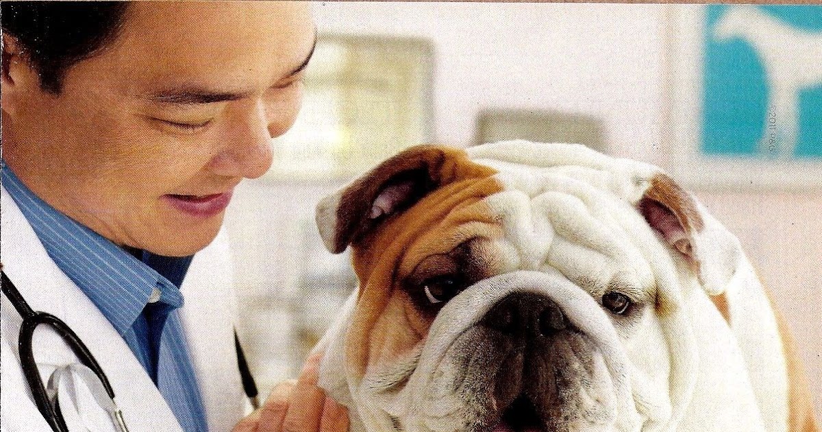 2011 IAMS PET FOOD Magazine Ad AT THE VET ProBiotics Bulldog Old Magazine Ads