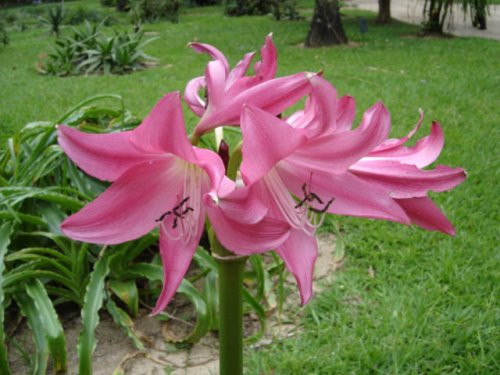 Flores e Frases : Natureza | Flores | Açucenas cor de rosa.