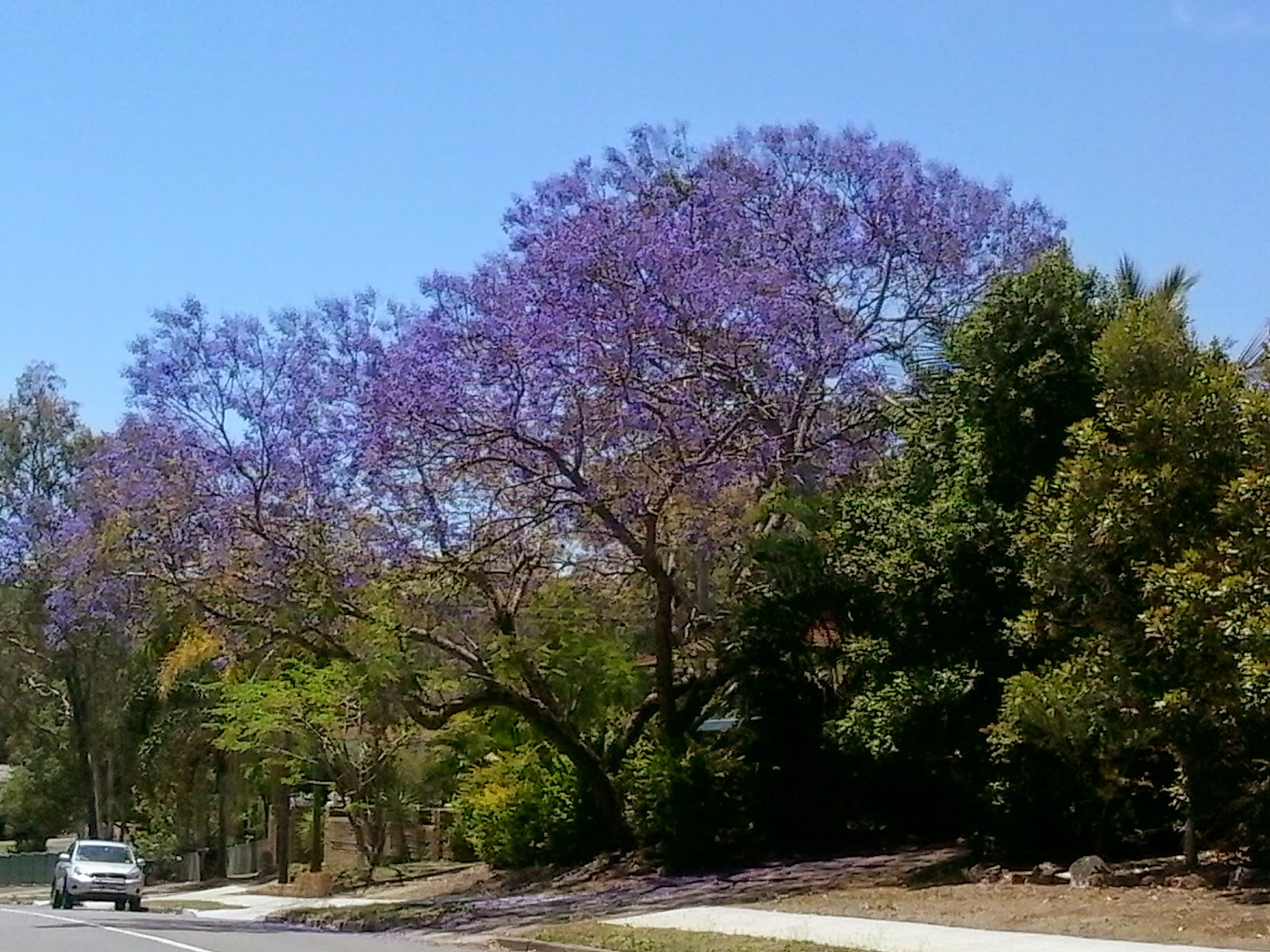 on the edge of ordinary Spring in Brisbane