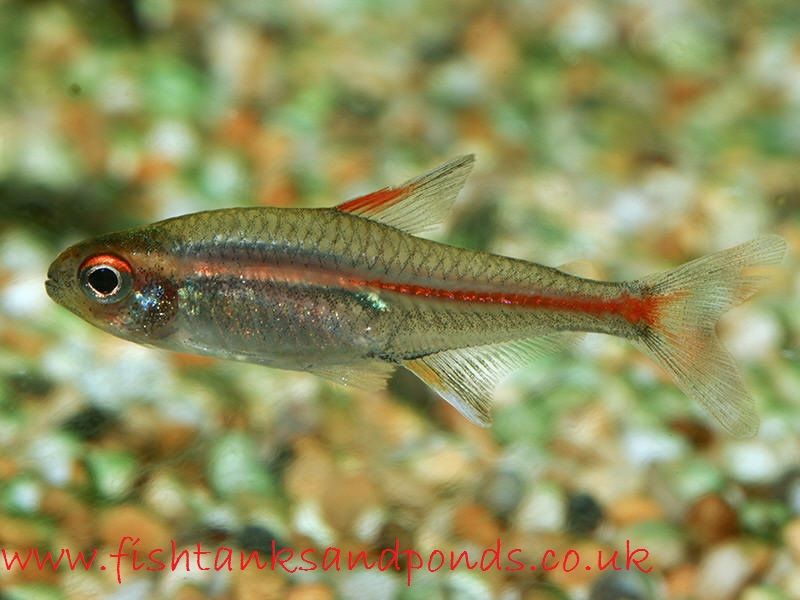 Gambar Ikan Hias Glowlight Tetra Profil Dan Cara Merawatnya