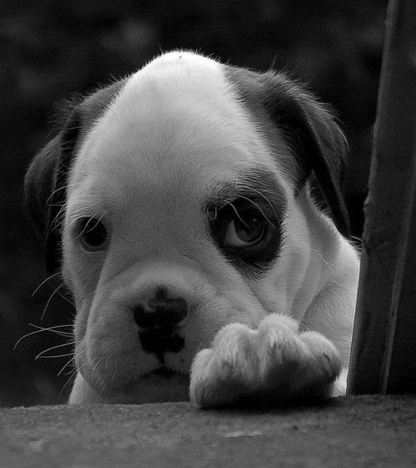Fotos blancon  y negro de cachorros