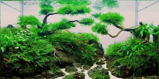 200 Referensi Desain Dan Model Aquascape Berdasarkan Tema https://www.faktapopuler.com/2018/12/200-referensi-desain-dan-model.html