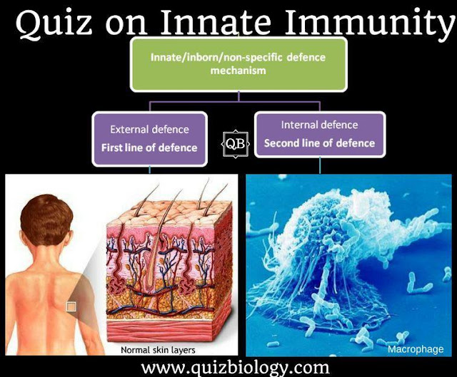 Quiz on Innate Immunity