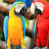 Учени обясниха причината за бъбривостта на папагалите