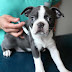 All About Dog Vaccinations