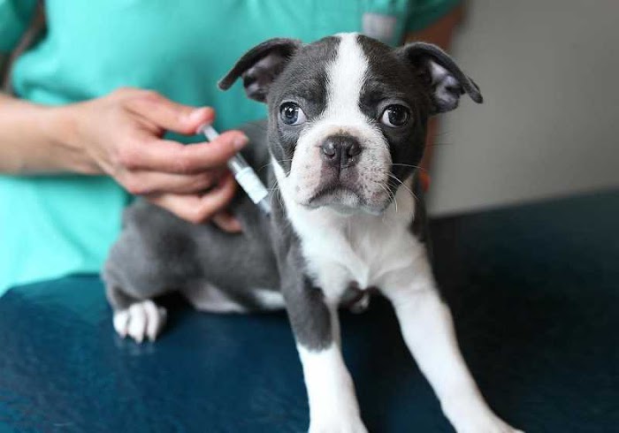 All About Dog Vaccinations
