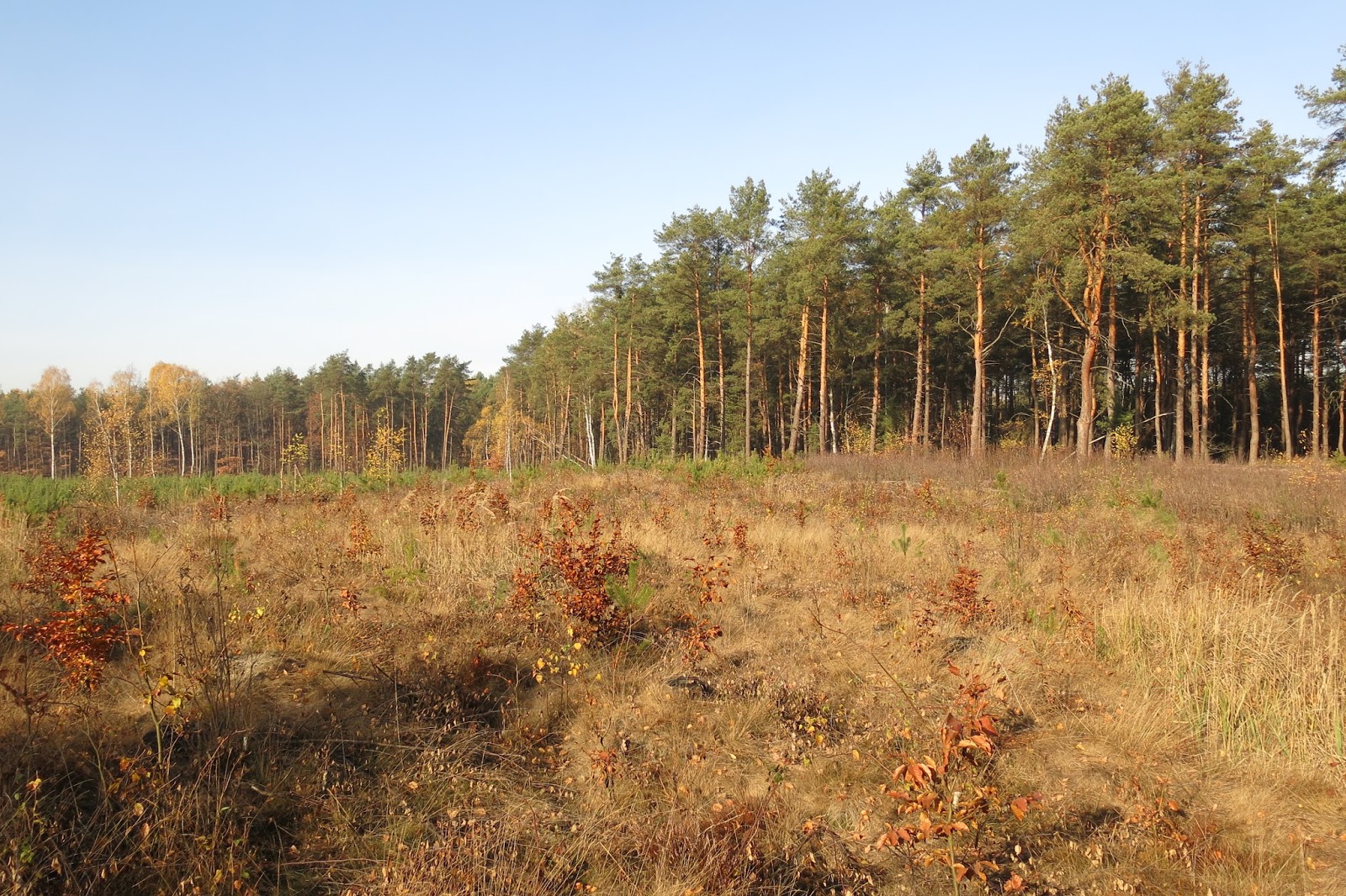 miniwycieczki Opuszczone miejsca województwa łódzkiego, Puszcza