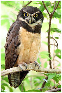 Spectacled Owl (Pulsatrix perspicillata)