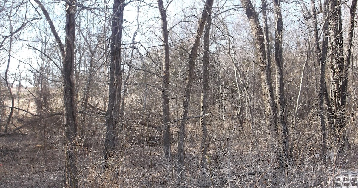 HareBrainFarms (starting over) BAMBOO FOR PRIVACY AND EROSION CONTROL