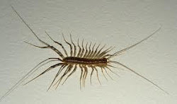 environment wild centipedes