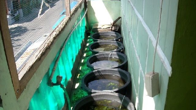 Budidaya Ikan Guppy Menggunakan Ember Cepat Besar
