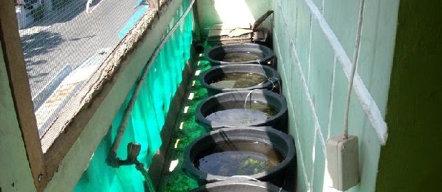 Budidaya Ikan Guppy Menggunakan Ember Cepat Besar