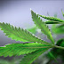 Cannabis Grower's Neighbors Can Now Sue For 'Nuisance' Weed Smells