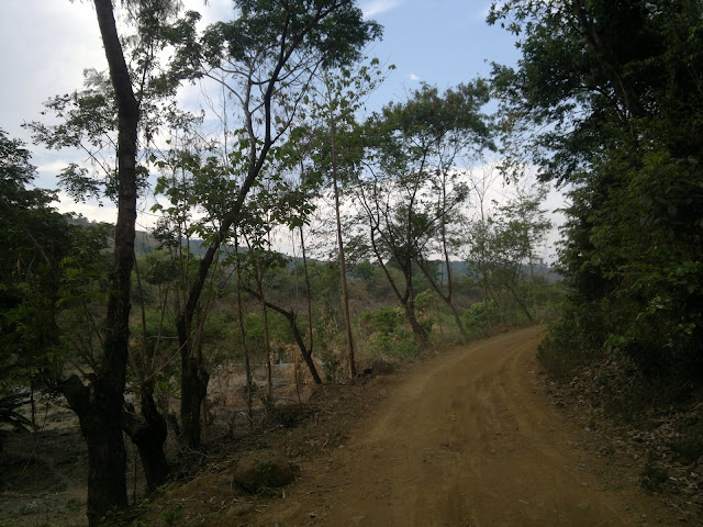Road erosion Ipil Ipil Trees along the road