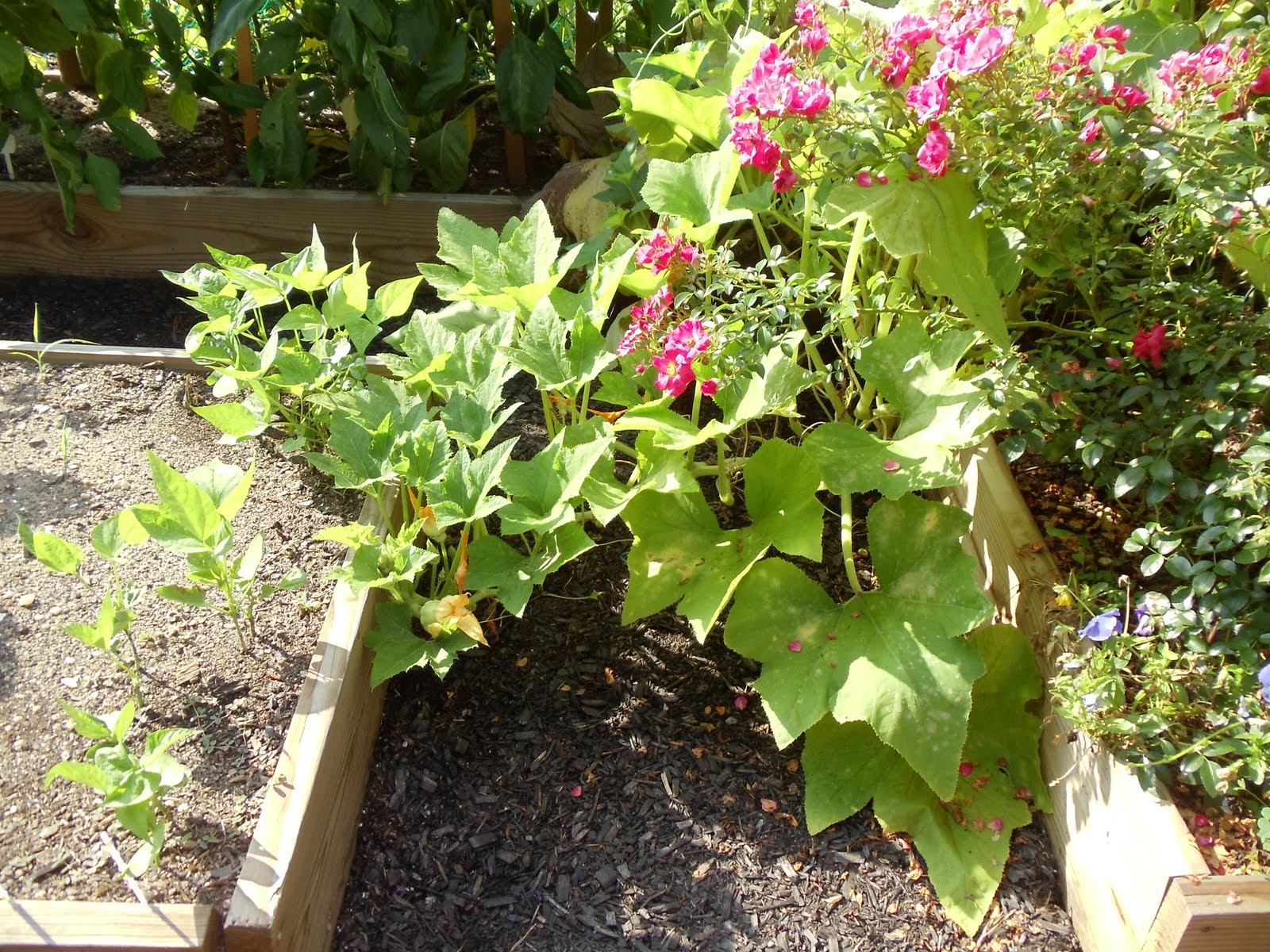 Debbie's Potager The Square Foot Garden versus the Squash
