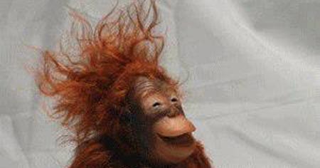 25+ Gambar Manusia Lucu Dan Aneh Simple Dan Minimalis