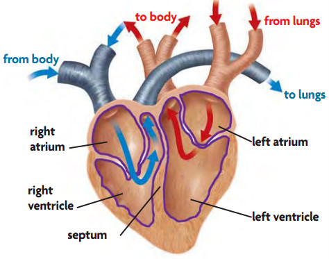 Fungsi Arteri Pulmonalis Dan Bilik Kiri Artikel Lengkap Kampung Ilmu Artikel Motivasi Motivasi Belajar Materi Pelajaran