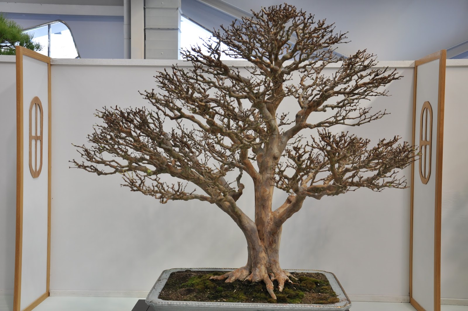 All in One Bonsai and Ceramics Taiwan Bonsai Exhibitions