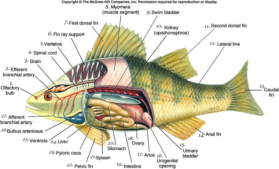 27+ Gambar Ikan Nila Dan Keterangan