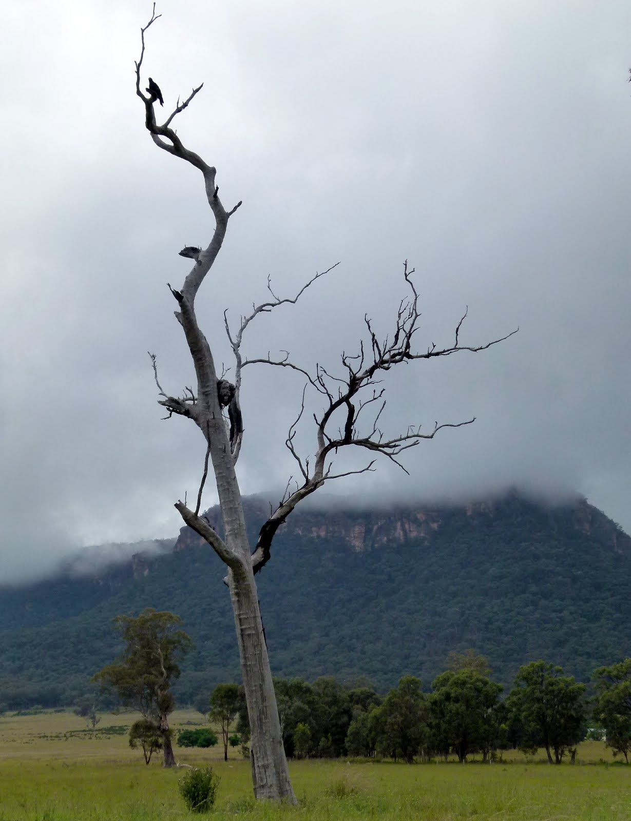 QUEENSLAND BIRDER Birds and the natural world at home and away