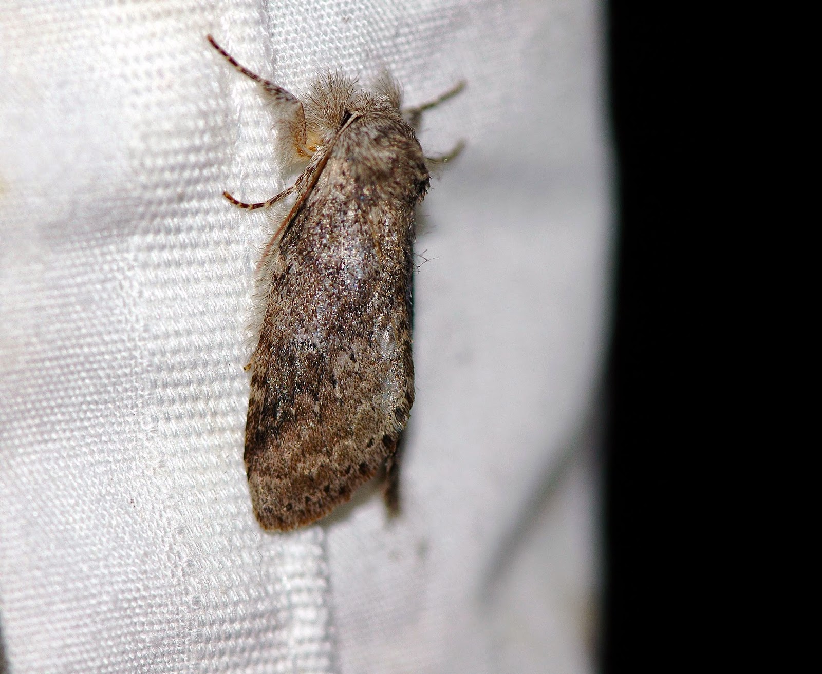 Field Biology In Southeastern Ohio Prominent Moths Of Ohio