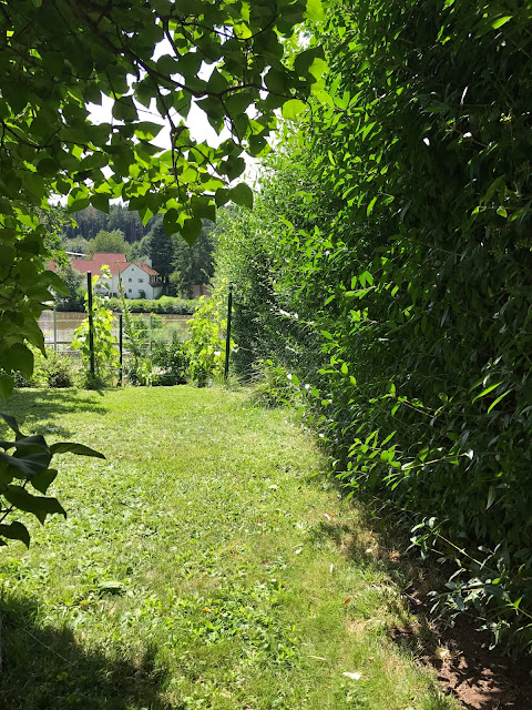 Hecke mit Weinberg und Weiherblick (c) by Joachim Wenk Hecke mit Weinberg und Weiherblick (c) by Joachim Wenk