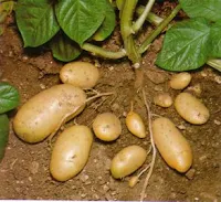 "Cultivo de papas, patatas en Cauchos Usados"